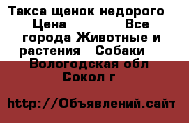 Такса щенок недорого › Цена ­ 15 000 - Все города Животные и растения » Собаки   . Вологодская обл.,Сокол г.
